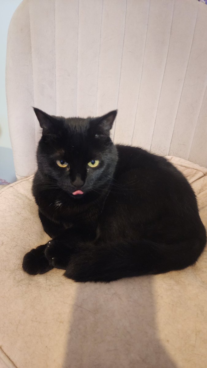 _KelloKitty's tweet image. No cam streamy today for the fundraiser 💕
Expect some absolute chaos tonight 👀
Twitch.tv/kellokitty