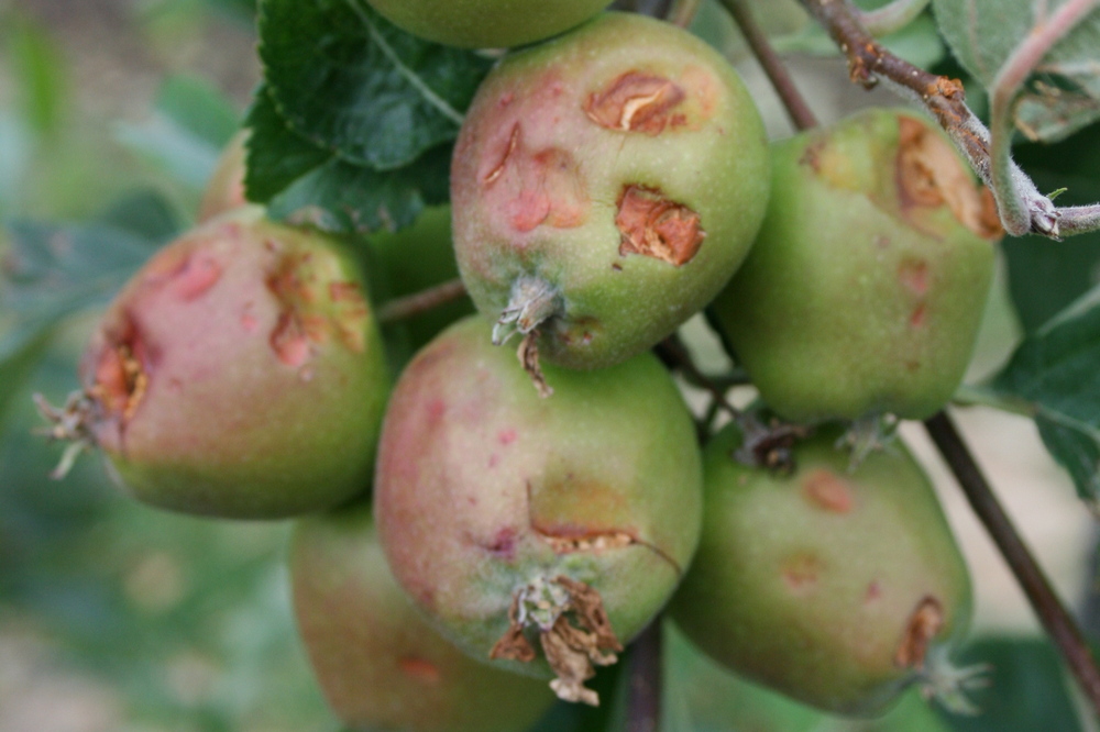 Fruittelers gaan het door de klimaatverandering veroorzaakte gestegen hagelschaderisico in de portemonnee voelen. Verzekeraar OFH/Agriver vergoed maar 85% van de in 2024 geleden schade 
defruitteeltkrant.nl/korting-15-op-…

#OFH #Agriver #Hagelschade #Klimaatverandering