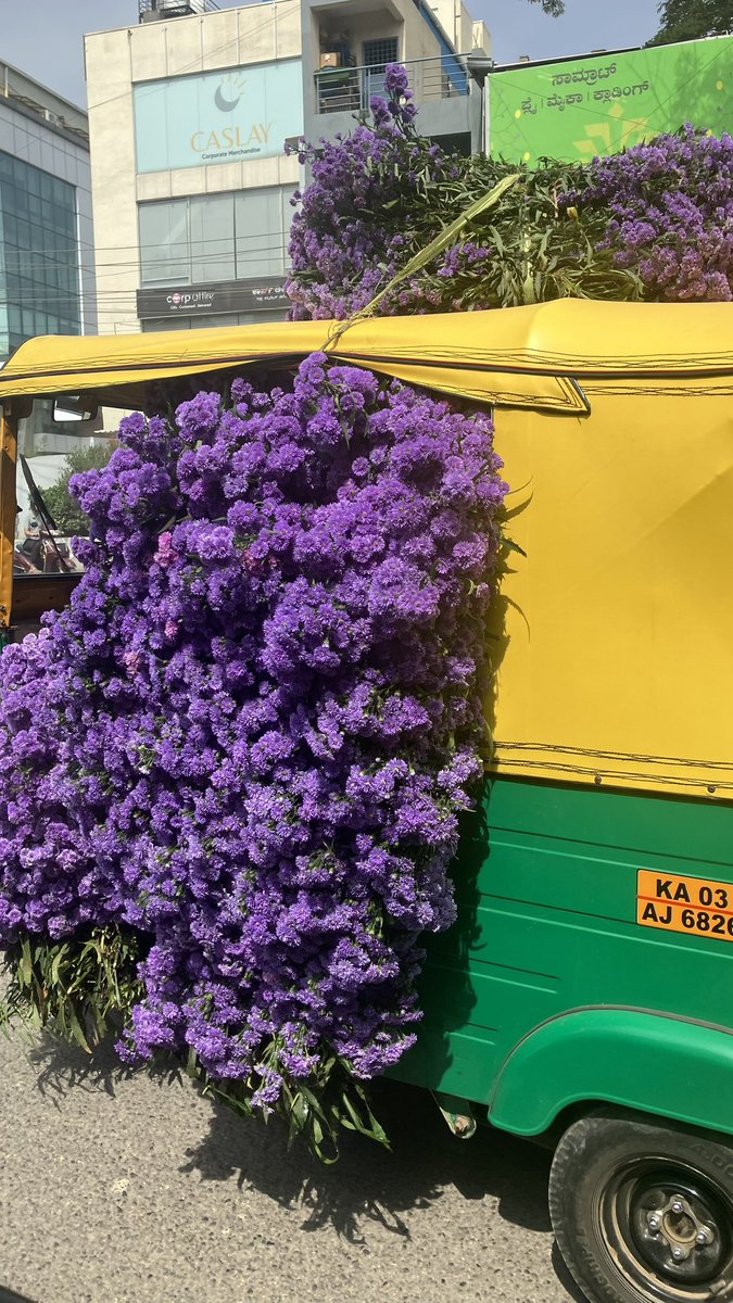 irishdrug1511's tweet photo. ah to be ensconced by the wonders of an auto filled with heliotropes https://t.co/vrFFjt4Y3K