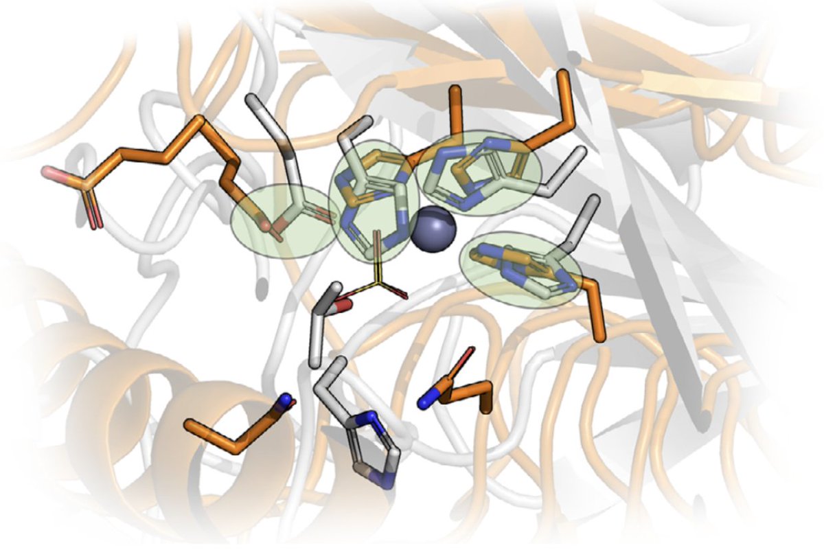 Why are porcupines and hedgehogs spiky while unrelated? 🦔🦔 

Sorry, but we don't answer that.

But in our new paper in the <a href="/FEBSJournal/">The FEBS Journal</a>, we explore why some enzymes catalyse the same reaction without an evolutionary link. Check it out here! doi.org/10.1111/febs.1…

<a href="/emblebi/">EMBL-EBI</a>