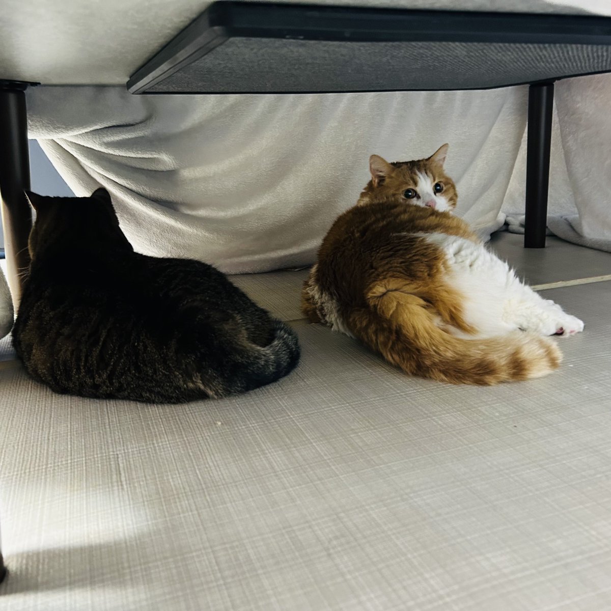 こたつを出したら早速です