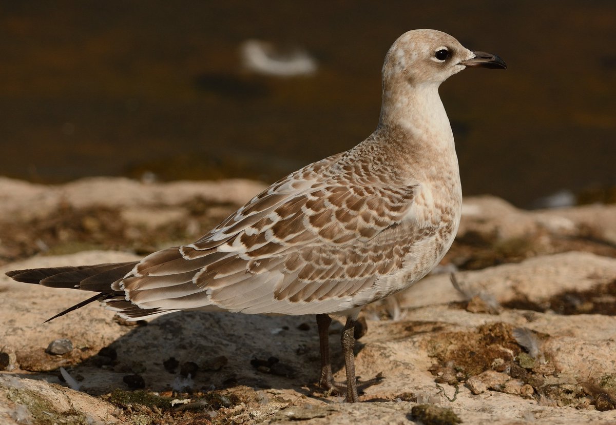 Vic savery 🦅 🐍 🦋 🍄 tweet media