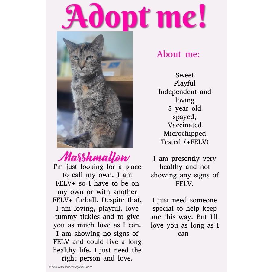 Monmouth County, NJ
If you are interested in Marshmallow, please fill out an application at rescueridge.com/cat-adoption-a…. Email cats@rescueridge.com with any questions.

Please learn more about FELV +
vcahospitals.com/know-your-pet/…
#catrescue #catadoption #adoptdontshop #savealife #FELV