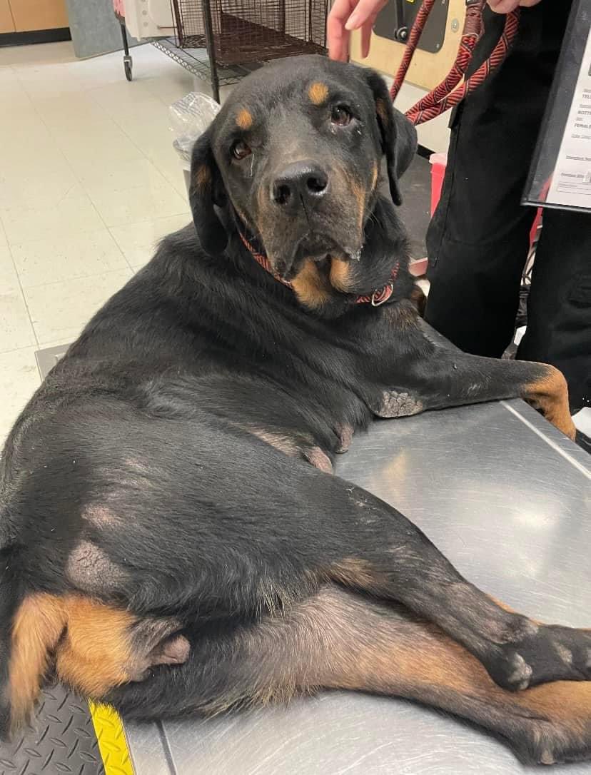 LisaBrabson's tweet photo. Darling TELULAH #A375121 7yo,looks so sad
Sweet baby worn spots on her little body,she is tired of being on her own!
She loves attention,is very gentle &amp; will love u with all her heart if u save her precious life 
PLZ #ADOPT #FOSTER OR #PLEDGE TO ATTRACT A RESCUE 🛟#CorpusChristi https://t.co/8J7HKzJ4bI
