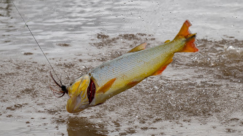Saltwateronfly's tweet image. Make a Tightline Day
Flies, Adventure Travel &amp;amp; Outdoor Apparel
saltwateronthefly.com
:
#saltwaterflyfishing #onthefly #wildlife #alaskanwilderness #dollyvarden #flyfishingaddict #salmonflyfishing #flyfishmontana #yellowstonecabinrentals #madisonriver #yellowstoneriver…