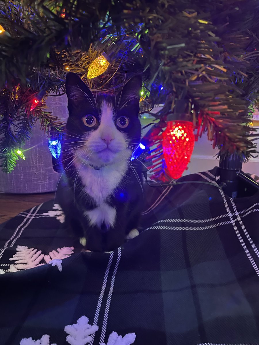 Miller is feeling festive! Happy #Caturday  <a href="/MillerCat00/">Miller Cat</a>