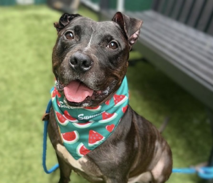 LisaBrabson's tweet photo. FABULOUS DOG ALERT! 
Charismatic little hunk of love BOBO #199803 7yo, is bold, beautiful,full of unconditional love! 
He is no ordinary boy,he positively glows with vitality &amp; a love for life! 
He is absolutely AMAZING!
PLZ #ADOPT #FOSTER OR #PLEDGE to attract a rescue 🛟#NYCACC https://t.co/OKIbrJo0pG