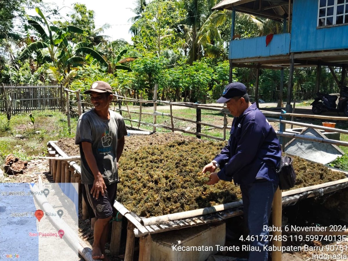 kamaruddin_ppl's tweet photo. Rabu 06/11/24, Kamaruddin S. Pi, Kab. Barru, (Ismail) Pokdakan Rumput Laut Bawa Libbo,  Rumput Laut basah Sebanyak 287 kg, Harga Rp 5.000/kg
#GiatLuhkanSatminkalMaros 
#Barru @BRPBAP3_Maros
#Produksi https://t.co/c6RPtCgyFd