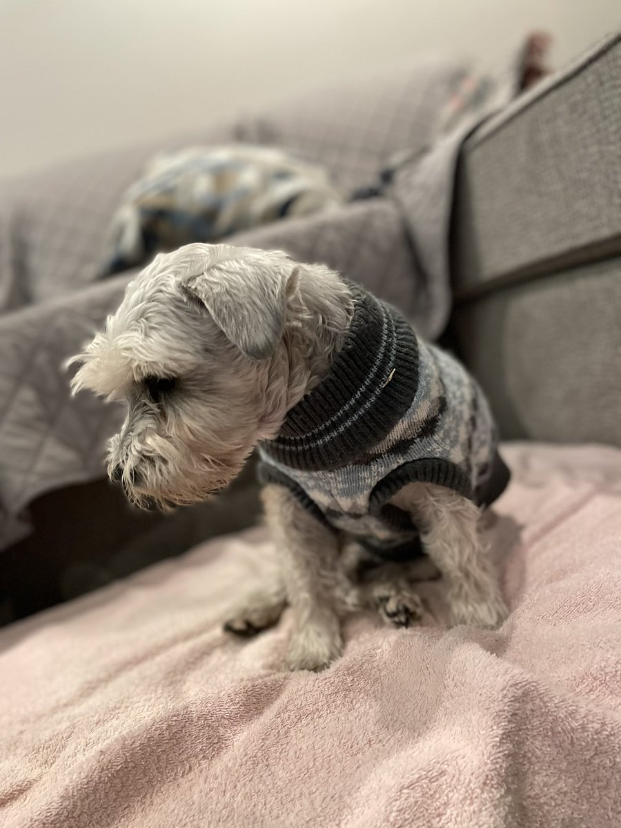 🌈Rocky The Rescue Schnauzer, Riley, Digby 🌈☘️ tweet media