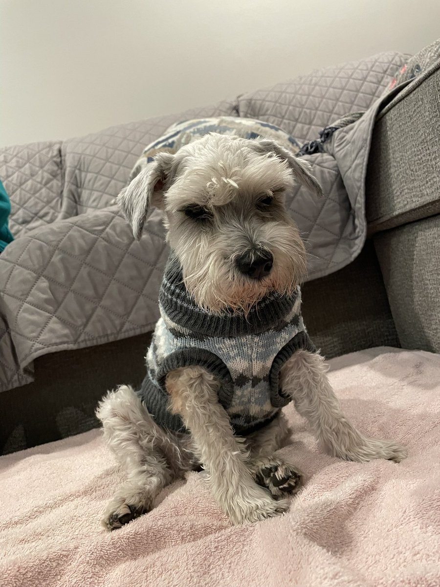 🌈Rocky The Rescue Schnauzer, Riley, Digby 🌈☘️ tweet media