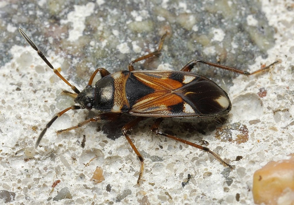 The Heteroptera recording schemes are starting work on an IUCN Review of the Lygaeoidea (Lygaeidae, Berytidae and Piesmatidae), which will consider data from all years up to 2024. Please send any outstanding records of these groups to records@britishbugs .org.uk
