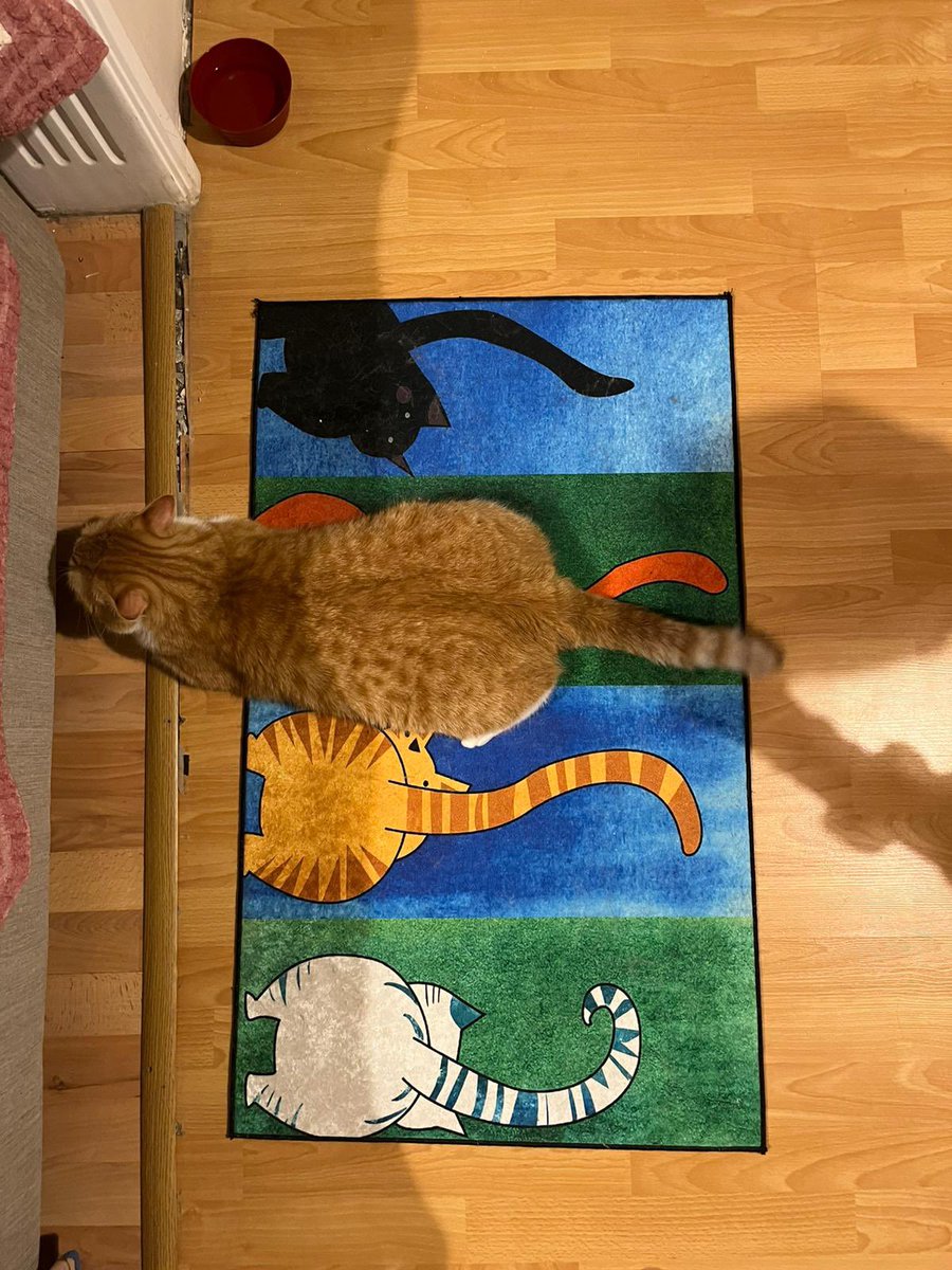 berkozdemiirrr's tweet image. bizi halı olduğuna inandırmaya çalışıyor