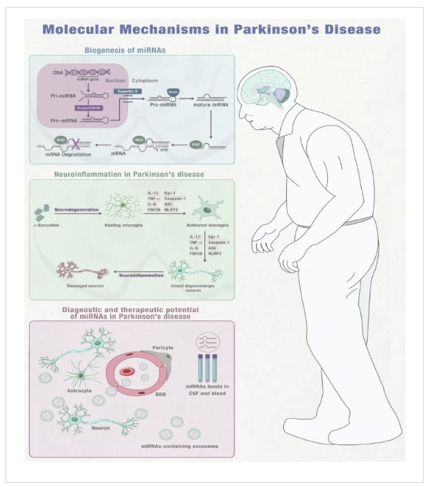 Fantastic summary figure of molecular mechanisms of Parkinson's by Shaheen and colleagues in <a href="/Nature/">nature</a> Parkinson's. MicroRNAs (miRNAs) represent small non-coding molecules that regulate gene expression. They bind target messenger RNA (mRNA) molecules and promote degradation. They