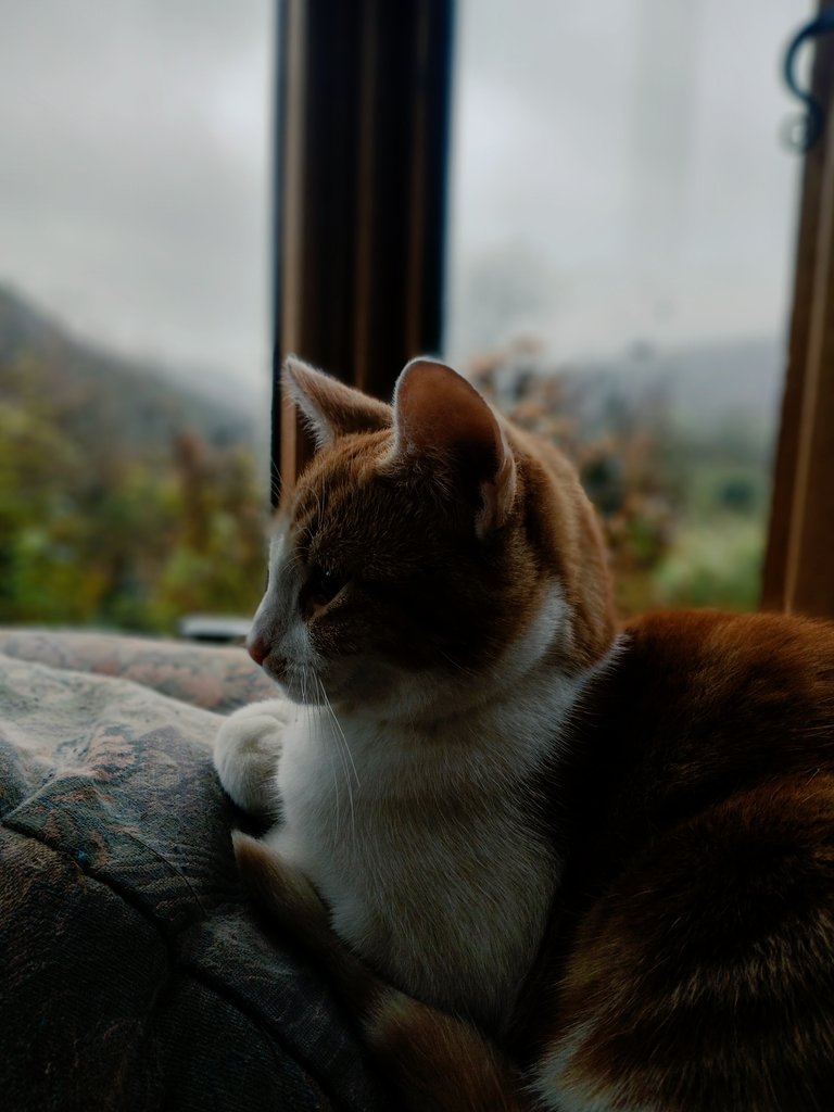 Bertie_Junior's tweet image. Tucktuck"s weather forecast: It's raining #SofaDay