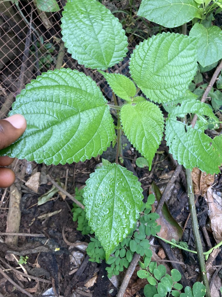 HerbalistChief's tweet photo. Drink 2-3 teacups of dried Nettle tea to stop itching, scratching and rashes on the skin. Nature heals. https://t.co/cEv7D8AQkh