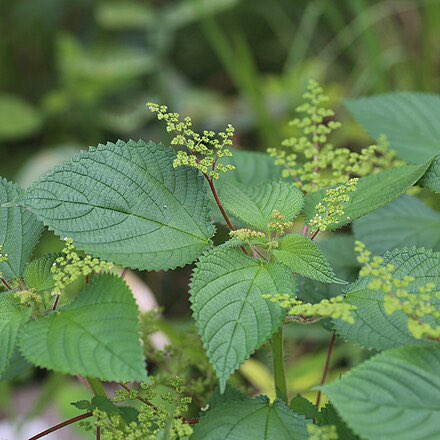 HerbalistChief's tweet photo. Drink 2-3 teacups of dried Nettle tea to stop itching, scratching and rashes on the skin. Nature heals. https://t.co/cEv7D8AQkh