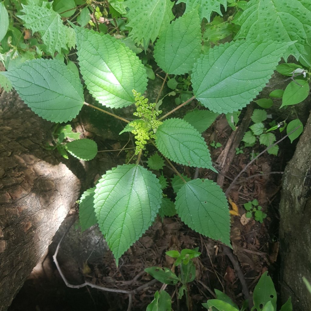 HerbalistChief's tweet photo. Drink 2-3 teacups of dried Nettle tea to stop itching, scratching and rashes on the skin. Nature heals. https://t.co/cEv7D8AQkh