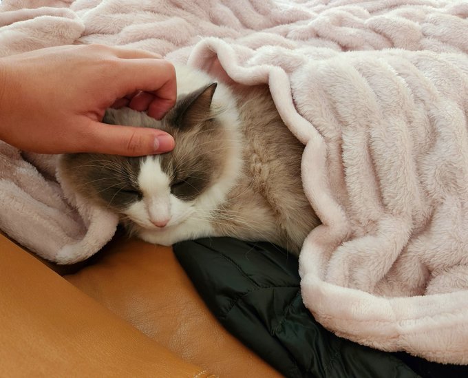 ナンナ 長毛種とは思えない重装備かも 