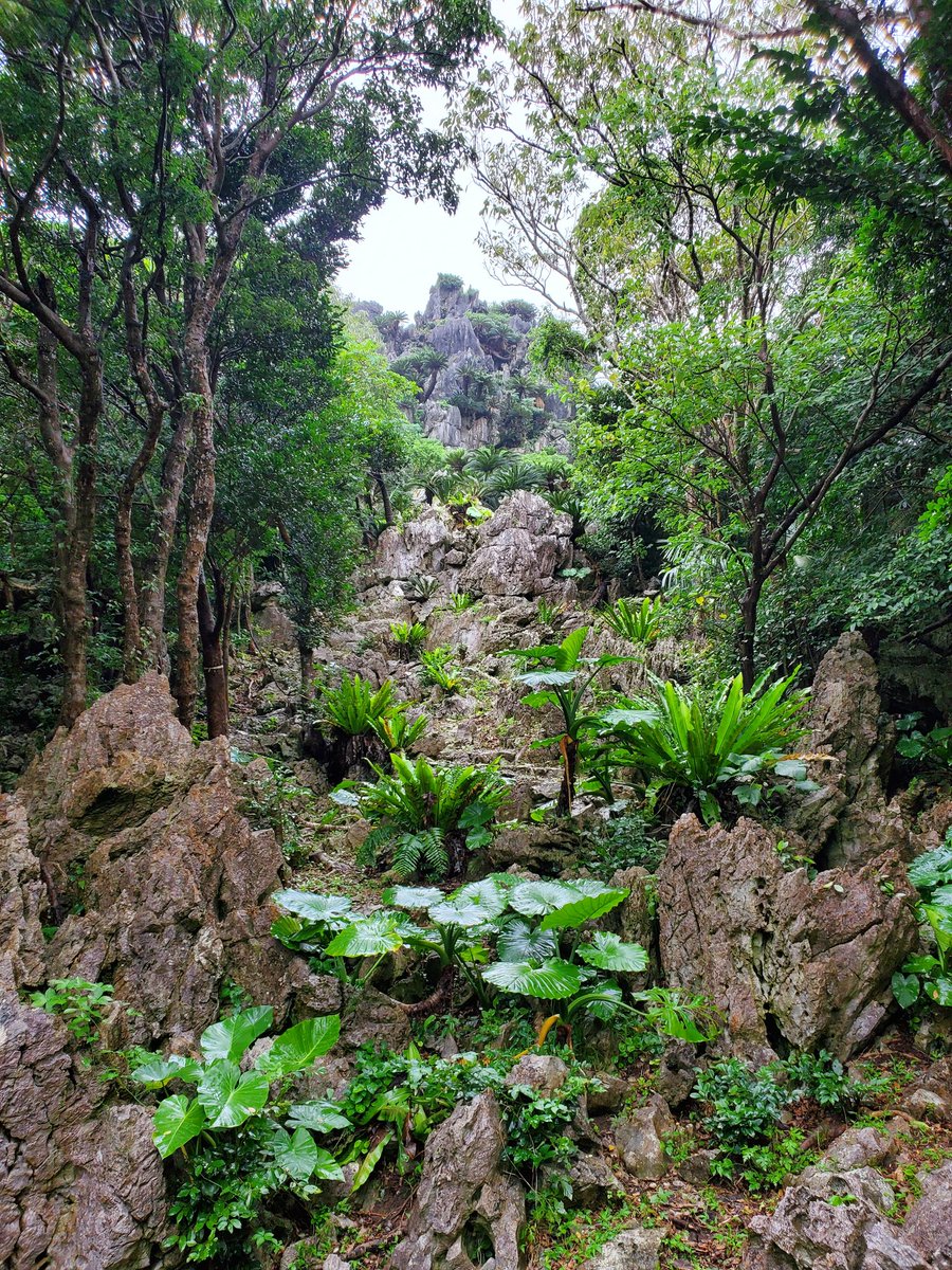 Abu0523simba's tweet photo. 沖縄旅行2日目！
行きたかった大石林山へ！ちょっと前の土砂災害で行けるかどうか分からなかったけど、なんとか行けて良かった！😭✨

どんより天気だったけど大自然を堪能できてめっちゃ良かった！！⛰️✨
ここは天気が良い時にまたリベンジしたい場所だなー😊

#沖縄旅行 #大石林山 https://t.co/jGsVk6Qyxs