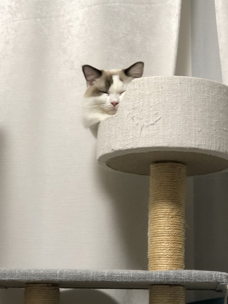 uscofu2523's tweet photo. 先住猫と新猫が大喧嘩。止めに入って興奮してる新猫に噛まれる。痛い。月曜に病院に行ってきます😑 https://t.co/LgFfAsLaM4