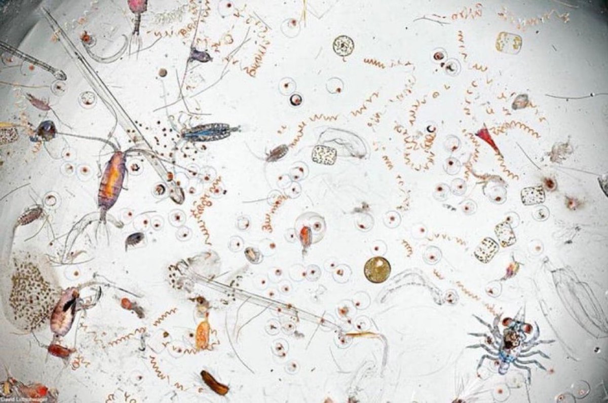 gunsnrosesgirl3's tweet image. Sea water under a microscope 

📸 David Liittschwager