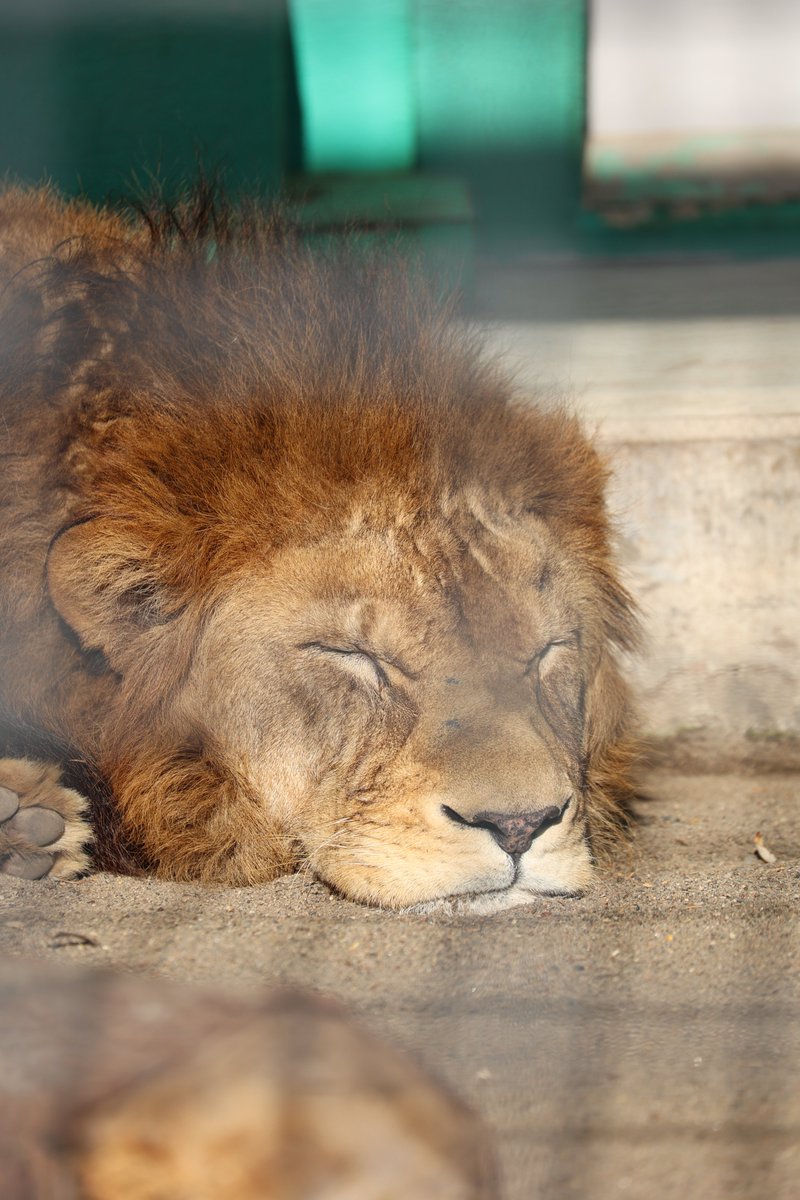 午前中のゆうひ🦁
場所を移動しながらのんびりすやすや😊
#釧路市動物園 #ライオン #ゆうひ