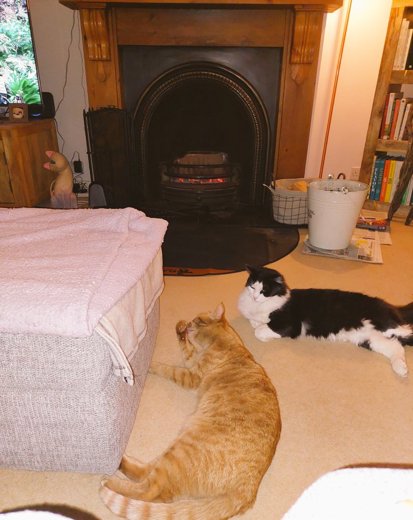 Starsky3Hutchin's tweet image. Happy #Caturday furpals &amp;amp; hoomans. It was Mum's last night with us yesterday - she's left us again 😿😿 We had a lovely cosy movie night by the fire. Have a good day 😸😸 Hugs &amp;amp; Fab-u-lous Purrs - Starsky &amp;amp; Hutchinson xx
#GingeAndTuxi #ByTheFire #Cats #CatsOfX #AutumnVibes #Cosy