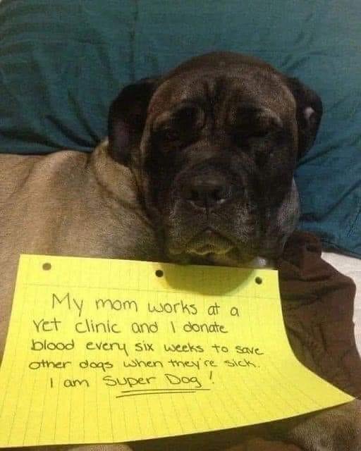 Beyond The Leash (@beyond_theleash) on Twitter photo 