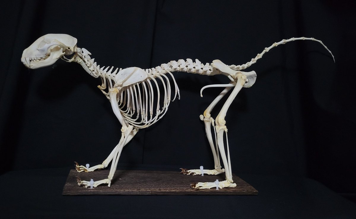 アライグマ 様 3nuX5kac.jpg