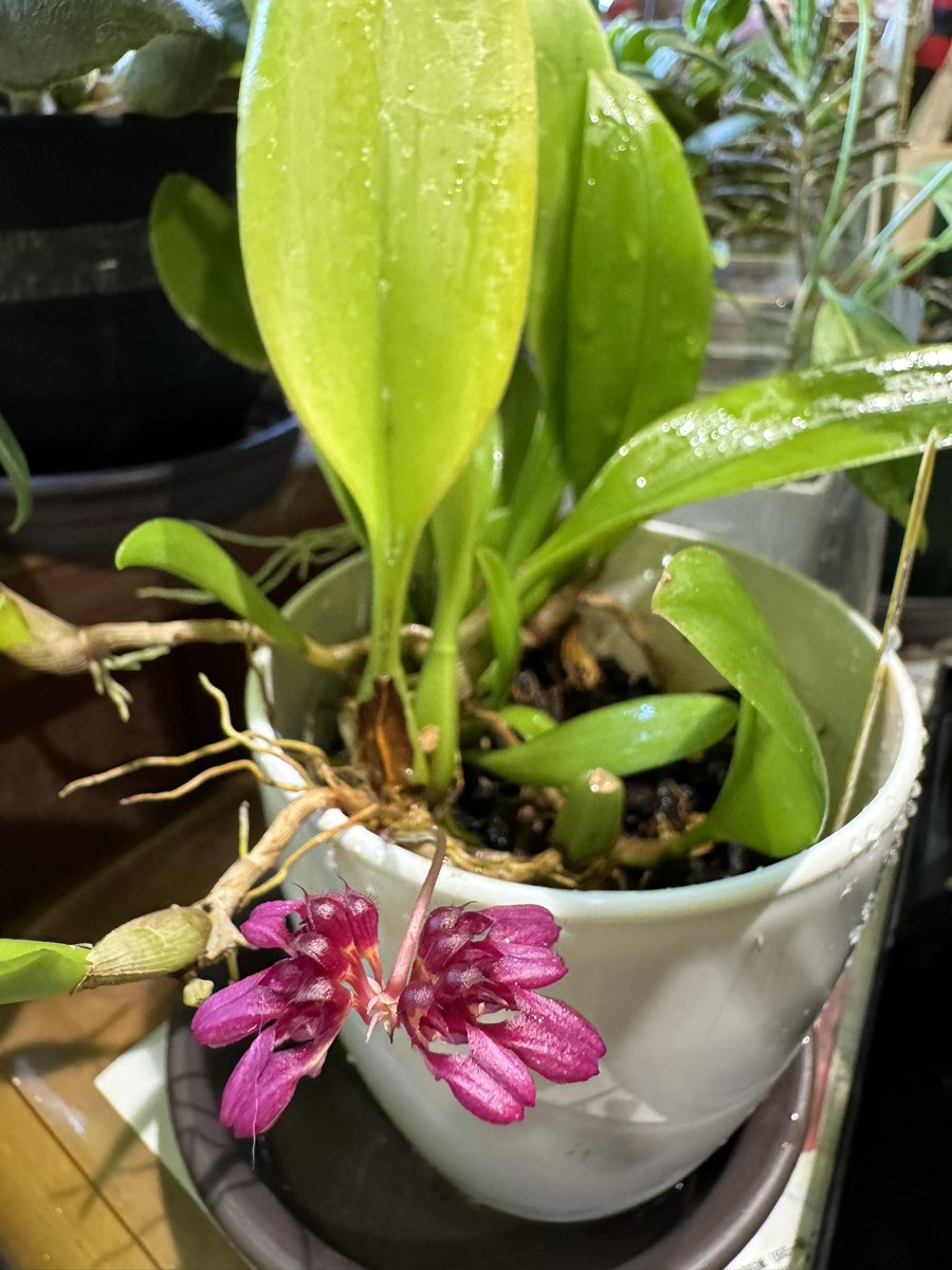 kuronina1101's tweet image. #Bulb.corolliferum
 #バルボフィラム.コロリフェラム 
かわいい花😊