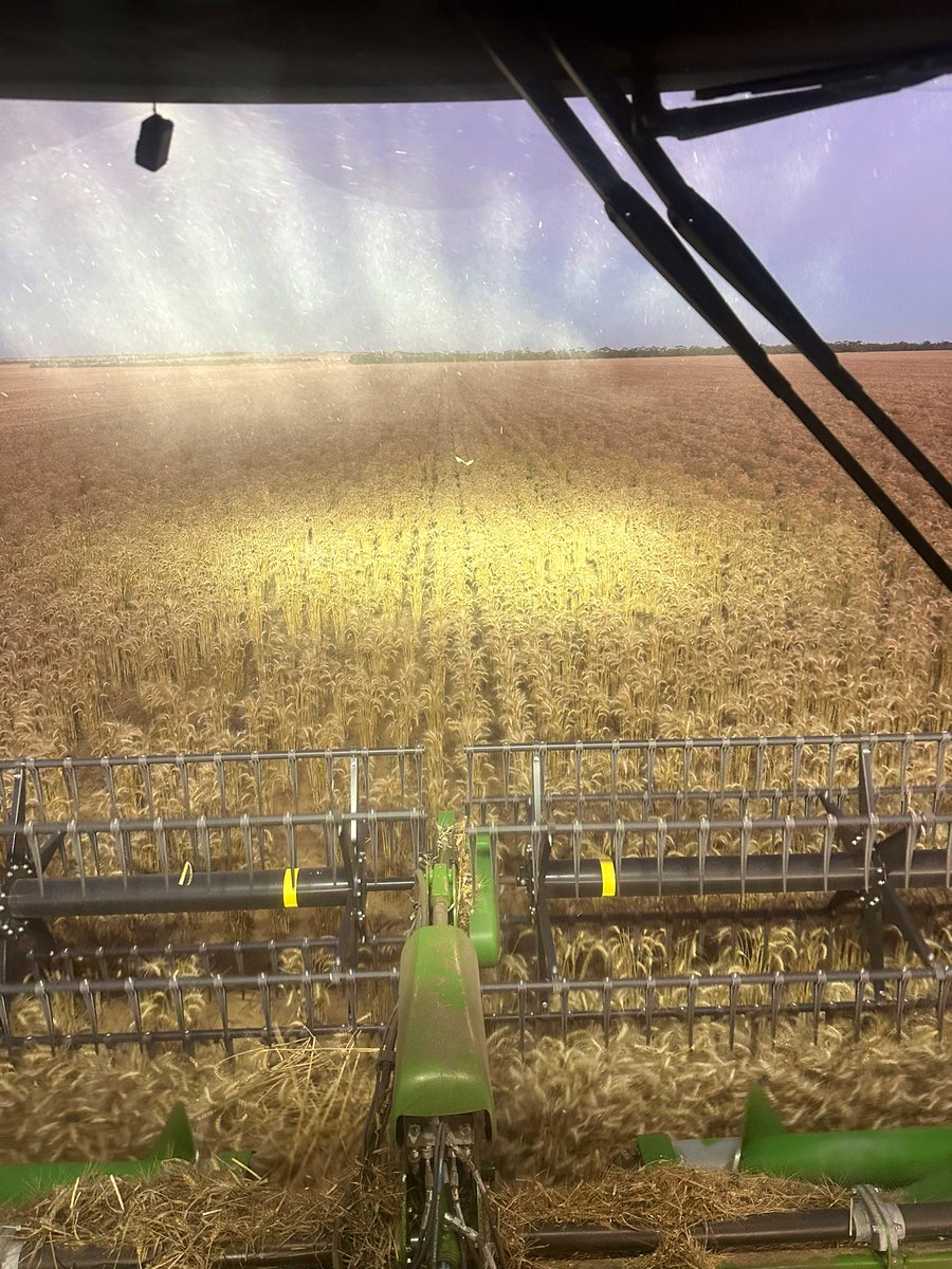 Wheat really doesn’t need many plants to grow a decent yield. Pity it compromises weed control so much though