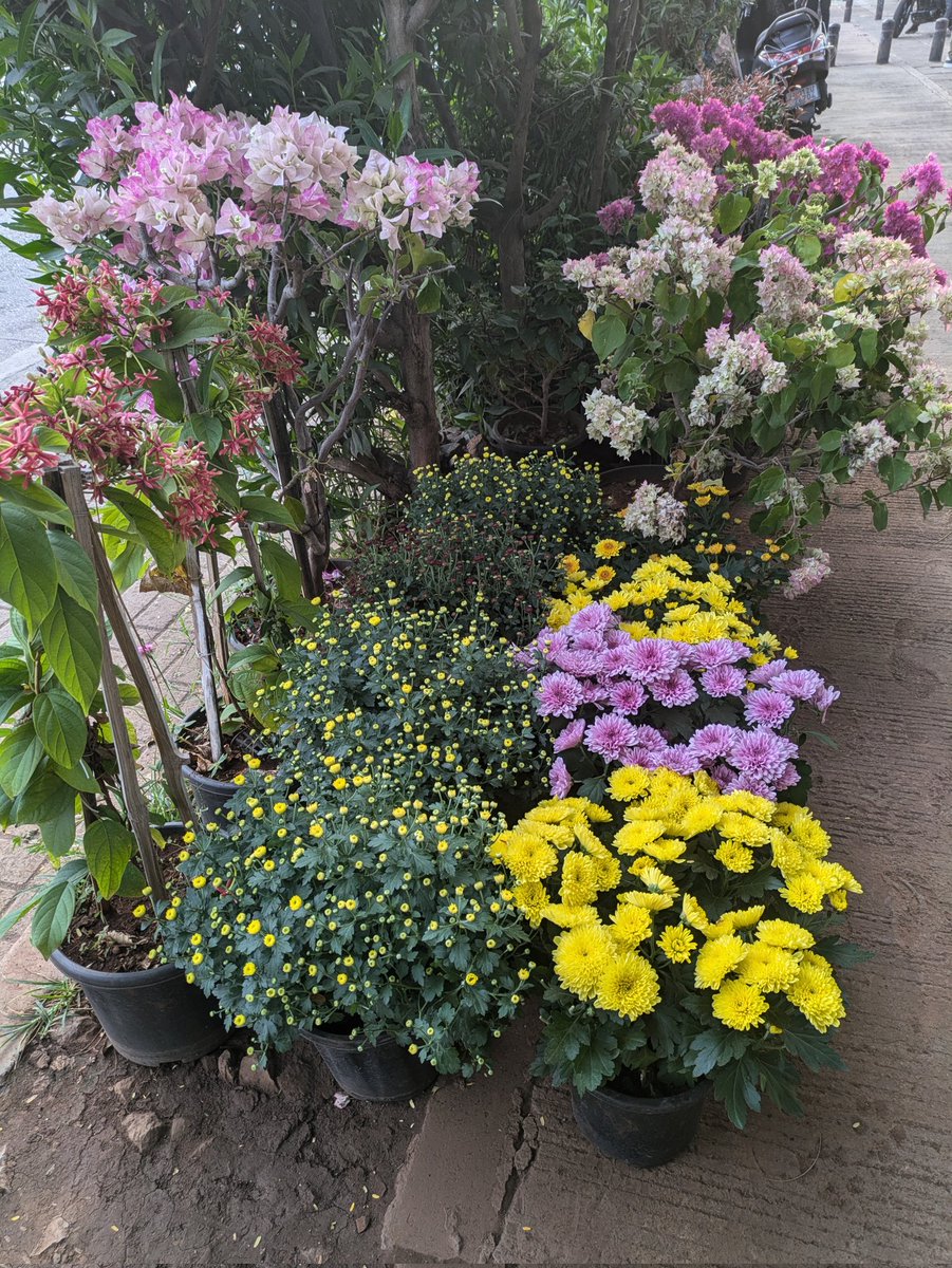AnaghaC's tweet photo. फूल खिलते है
बहारो का समा होता है...
#flowershop #kothrud #pune #coffeenext https://t.co/gg4w4s6tF3