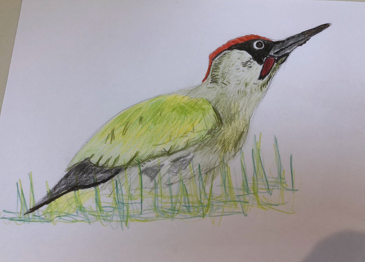 Green woodpecker today for a project #crudelydrawnbirds