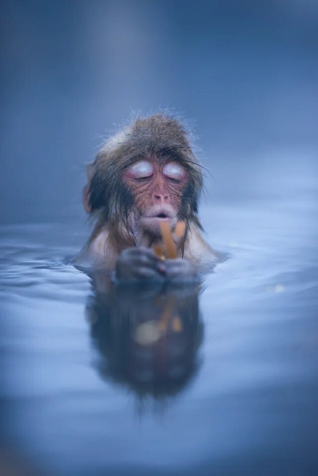 Alephium tweet media