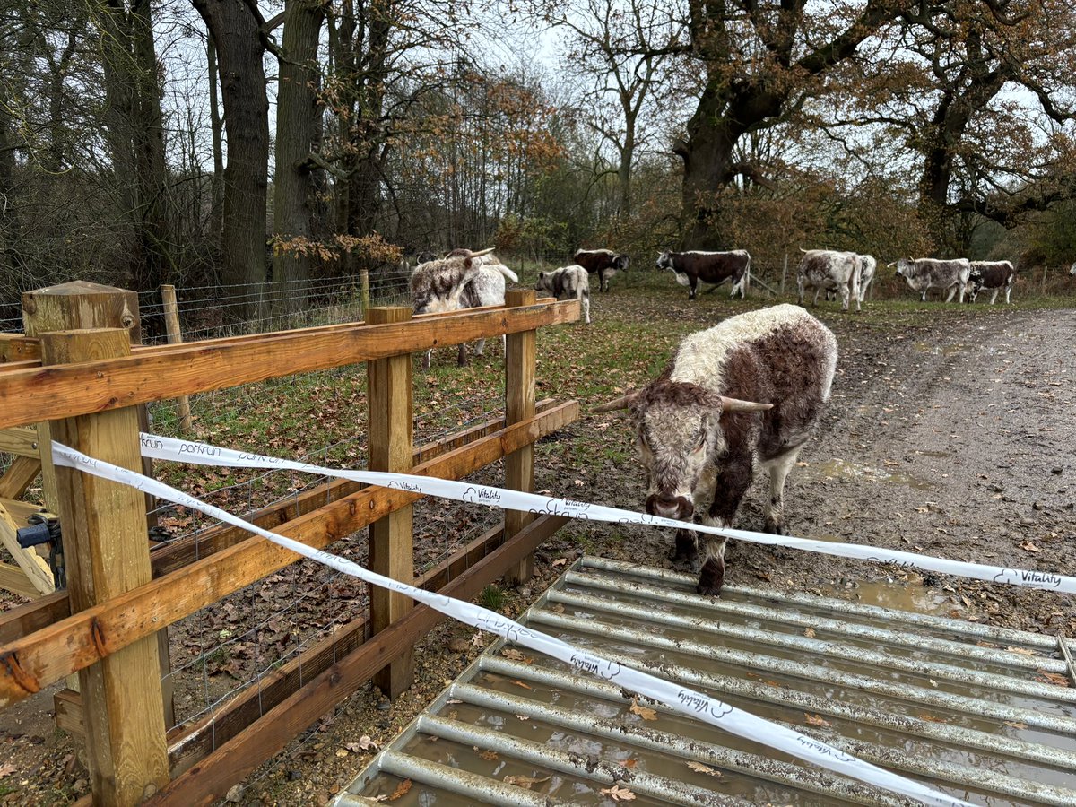 Helen E Hoyle (@hehoyle1) on Twitter photo I had a lot of fun volunteering amongst the longhorns <a href="/Panshangparkrun/">Panshanger parkrun</a> <a href="/panshangerpark/">Panshanger</a> this morning! <a href="/parkrunUK/">parkrun UK</a> <a href="/LandscapeSheff/">Landscape Sheffield</a> <a href="/SCHARRSheffield/">SCHARR</a> I had a lot of fun volunteering amongst the longhorns <a href="/Panshangparkrun/">Panshanger parkrun</a> <a href="/panshangerpark/">Panshanger</a> this morning! <a href="/parkrunUK/">parkrun UK</a> <a href="/LandscapeSheff/">Landscape Sheffield</a> <a href="/SCHARRSheffield/">SCHARR</a>