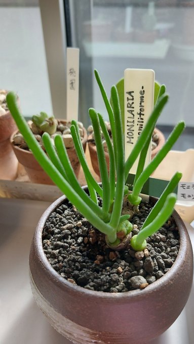 モニラリア、うさ耳みたいで可愛いですよ～って勧められたけど元気すぎてうさ耳じゃなくなってる 