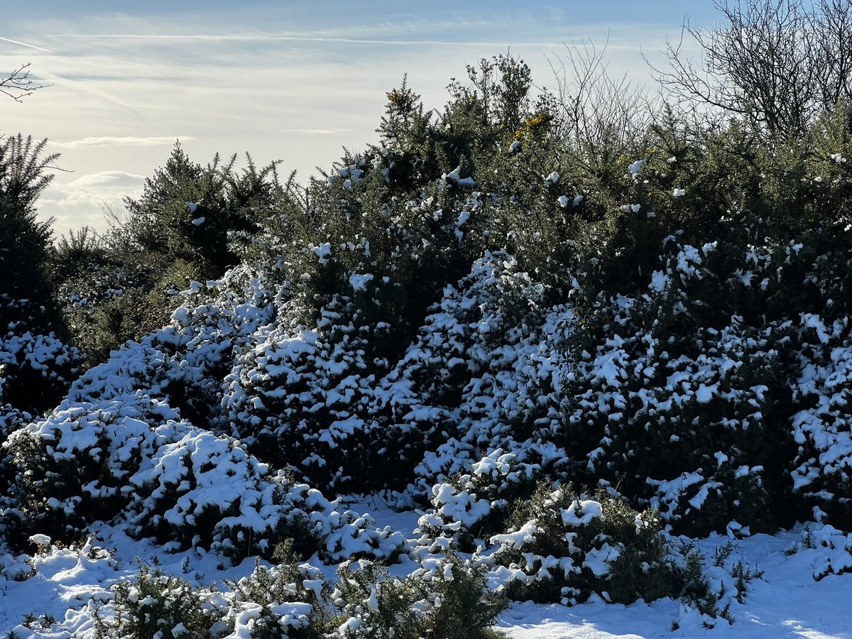 For 36 hours, the New Forest became even more magical… #snow #newforest #hampshire