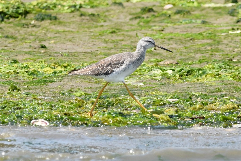 marcmcflurry's tweet photo. Wilson's Phalarope, Surfbird, Lesser Yellowlegs and Willet #waders #shorebirds #Paracas #Peru #BirdsSeenIn2024 https://t.co/6rn6ouqhMR