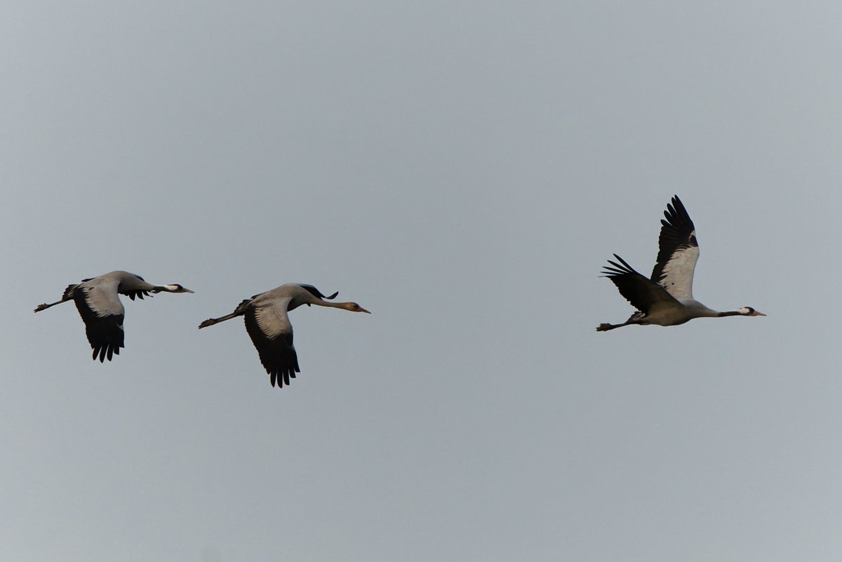 Heute 3 Kraniche. Meiner Meinung nach flogen sie in die falsche Richtung aber egal, sie werden schon wissen was sie tun 😄😉 #Natur #Fotografie #crane #NaturePhotography #TwitterNatureCommunity