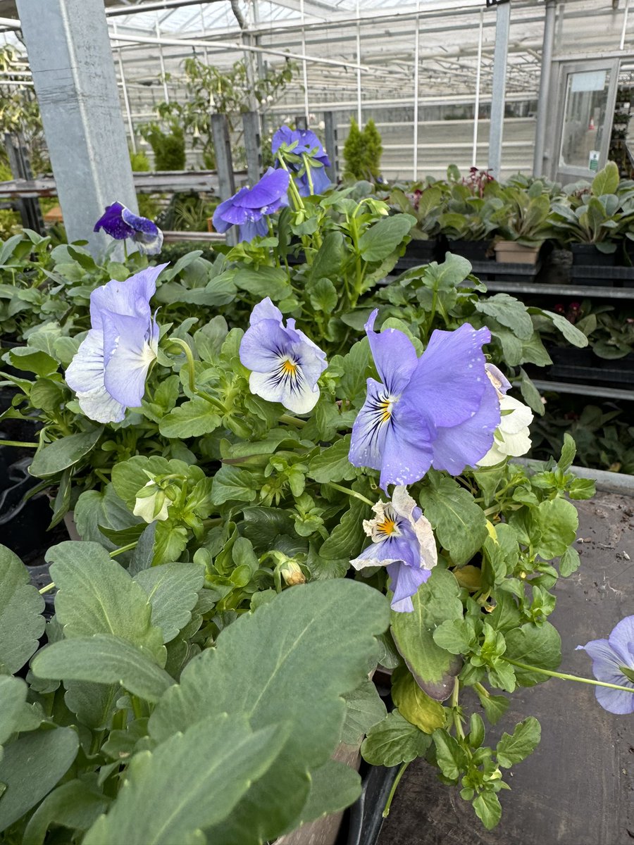 Hope Gardens tweet media