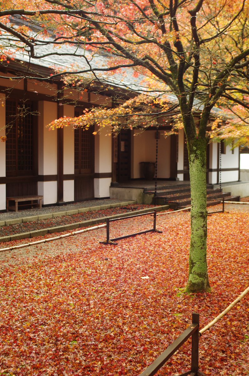 umaumabird's tweet photo. 篠栗の #呑山観音寺 に行って来ました
朝9時ですでに駐車場は8割埋まってました。キッチンカーなんかも出ていて賑わってました
#PENTAX #fa31 https://t.co/nTponKDjHL