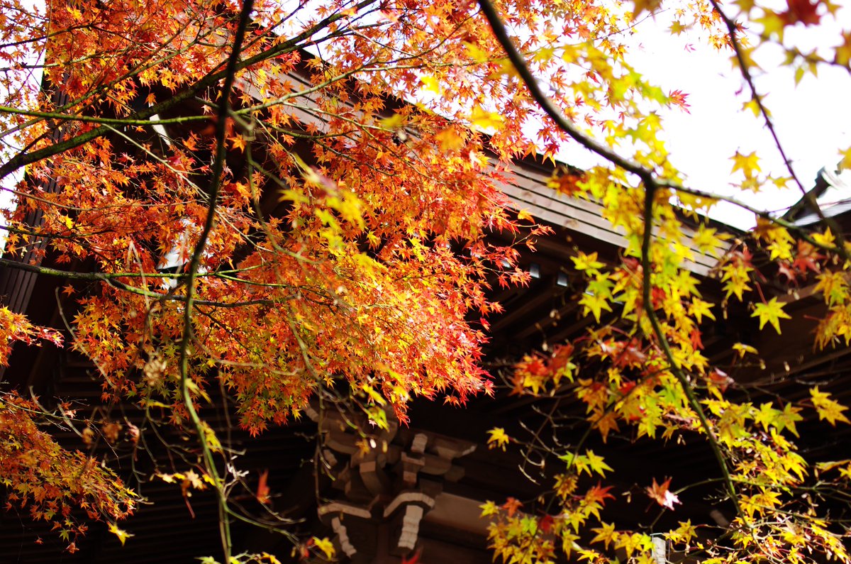 umaumabird's tweet photo. 篠栗の #呑山観音寺 に行って来ました
朝9時ですでに駐車場は8割埋まってました。キッチンカーなんかも出ていて賑わってました
#PENTAX #fa31 https://t.co/nTponKDjHL