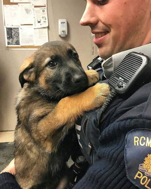 puppies video (@puppies_video) on Twitter photo 