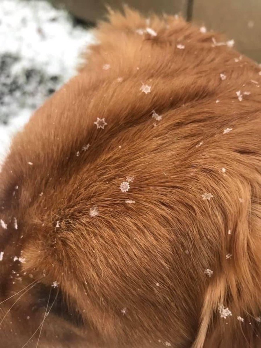 tyomateee2's tweet photo. ワンコの頭に乗った雪の結晶、あまりにも綺麗すぎる…🐶❄️ https://t.co/nrdE44reUM