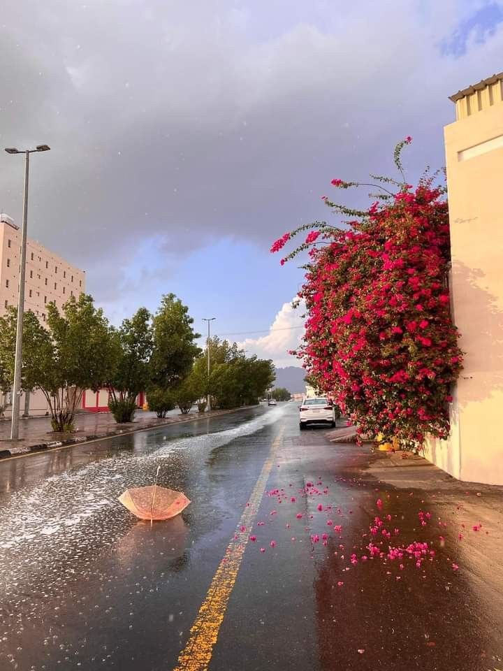 Zain Ali Shah tweet media