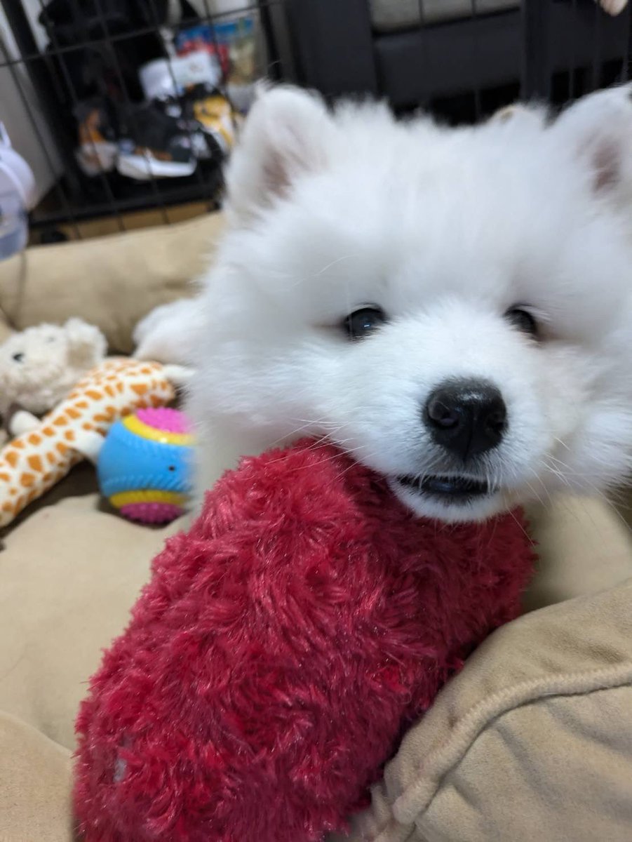 sadaharu__0905's tweet photo. 120人フォローさんありがとさもです🎶
この子が大きく立派なサモエドになるのを見守ってくれたら嬉しいです(˶' ᵕ ' ˶)🍀*゜
2024年9月5日生まれの男の子です🫠💙
#サモエド #samoyd #いぬいどんどんすきになる #かわいいは正義 #もふもふ猛虎会 #もちもちといっしょ #フォロバします https://t.co/LIpkdmkSL3