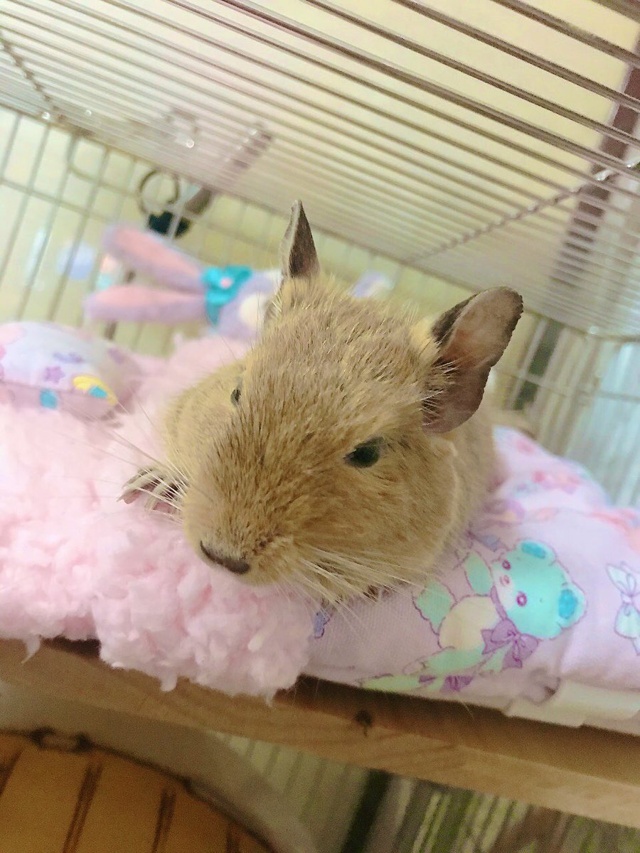CHICCI1013's tweet image. ムクリ、おやすみなさい😴🐑