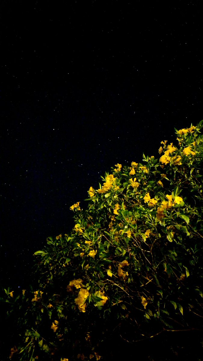 kadal àrab 🦎 tweet media