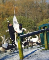 BasilTheGreat's tweet image. SWANS ARE A PROTECTED SPECIES IN BRITAIN

But illegals don't care
Of course they don't.
Why would they?

The Government pay for them to live here then tell them they can do what they like

This was in Winsford Marina, Cheshire