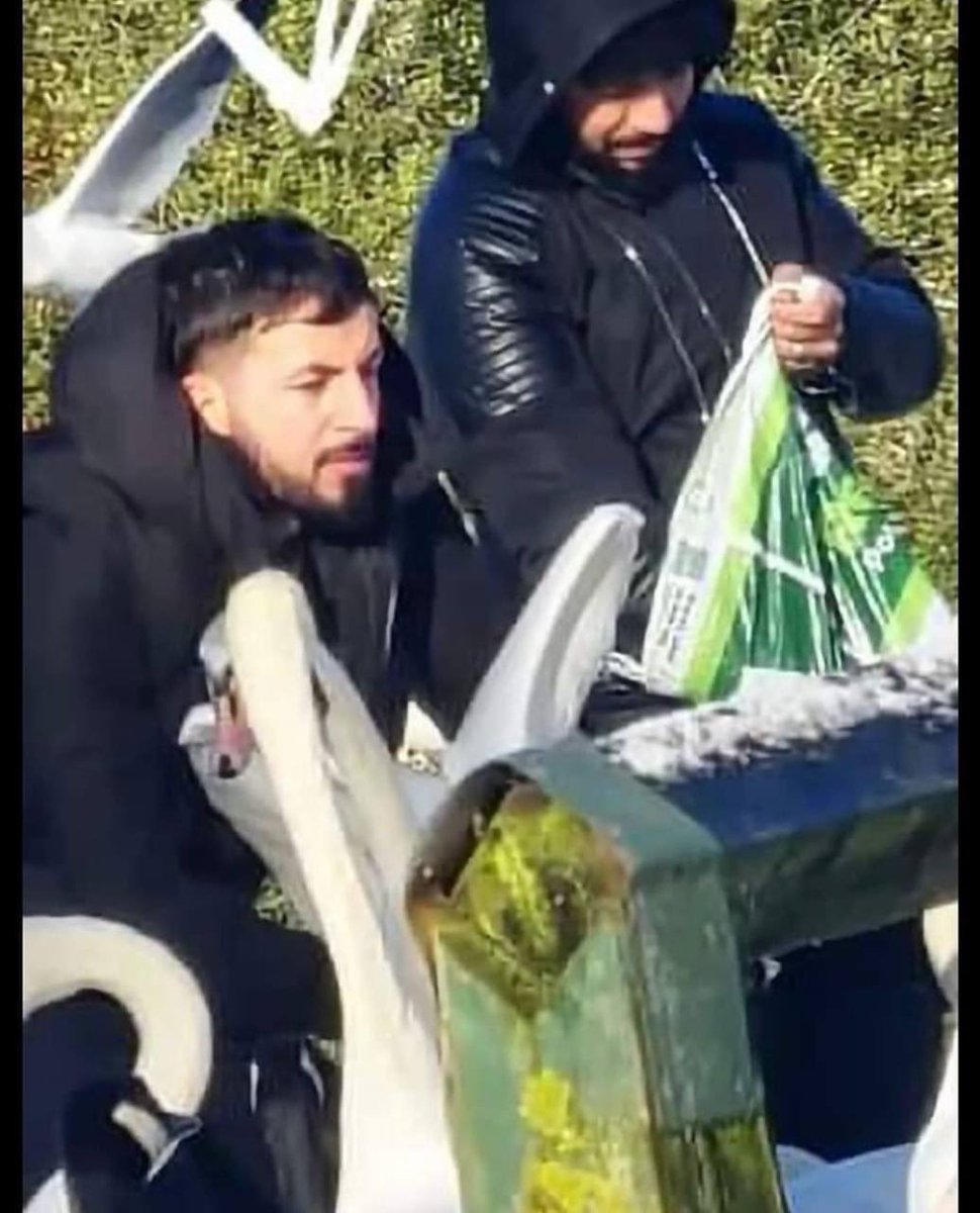 BasilTheGreat's tweet image. SWANS ARE A PROTECTED SPECIES IN BRITAIN

But illegals don't care
Of course they don't.
Why would they?

The Government pay for them to live here then tell them they can do what they like

This was in Winsford Marina, Cheshire